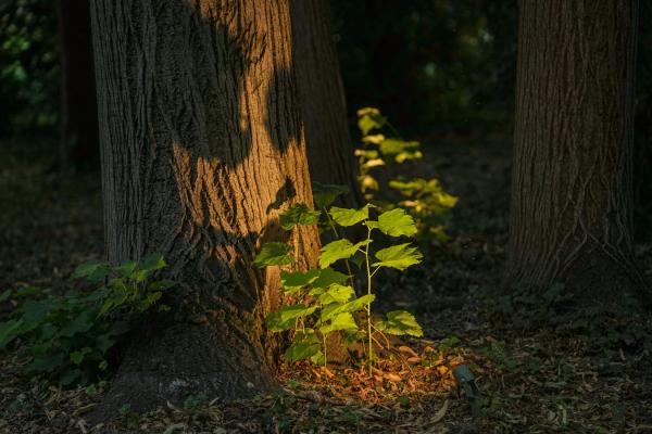 Ginko 2.0, 3000K, 7W, diffus, mineralgrün