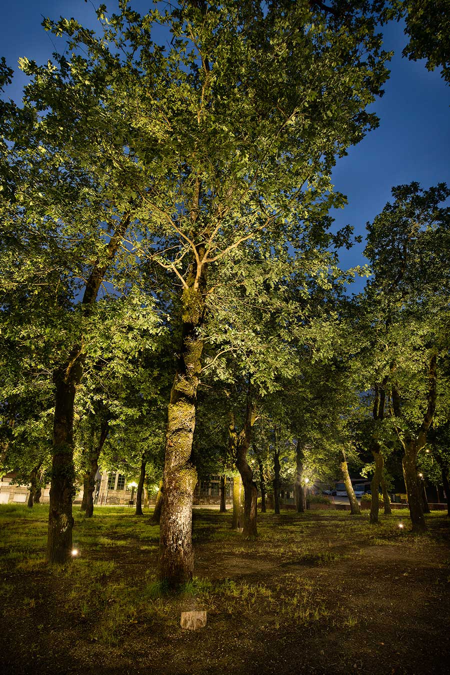 Lighting Carballeira de Moraña