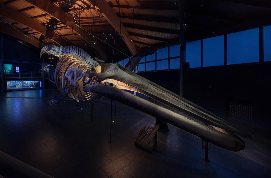 Iluminación Sala del Mare, Museo de Historia Natural del Mediterráneo