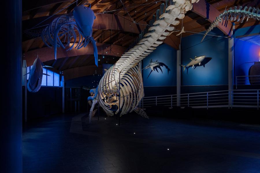 Illuminazione Sala del Mare, Museo di Storia Naturale del Mediterraneo