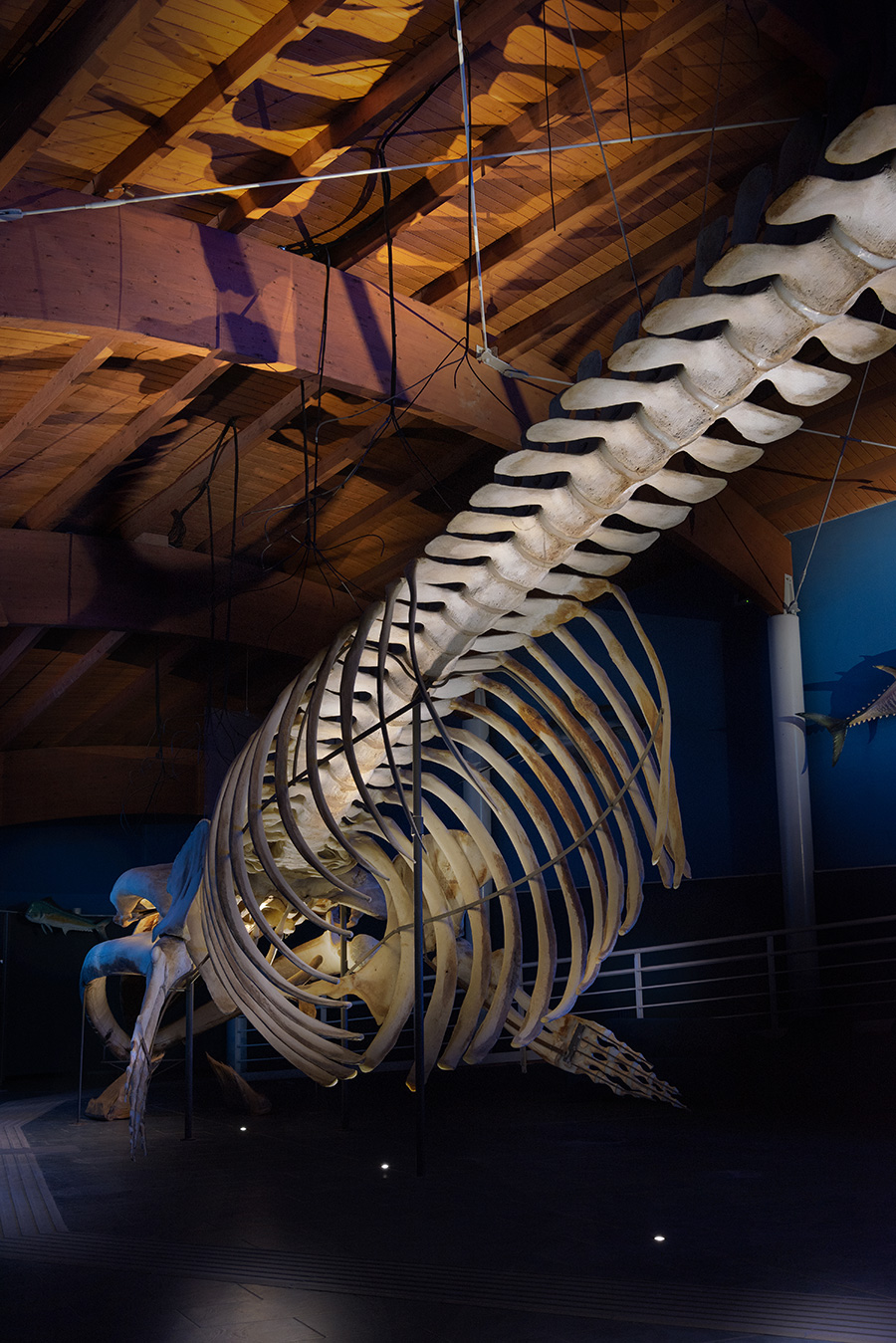 Iluminación Sala del Mare, Museo de Historia Natural del Mediterráneo