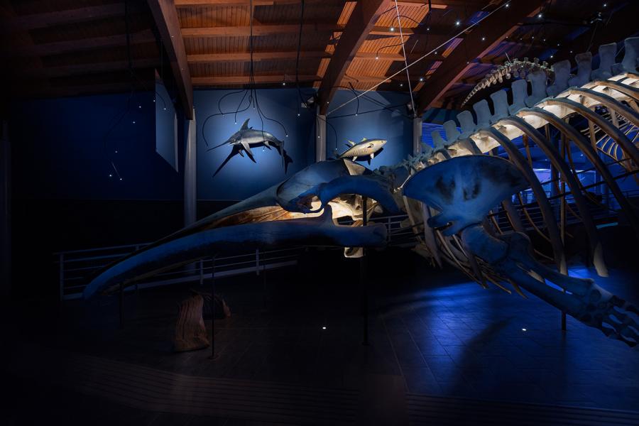 Iluminación Sala del Mare, Museo de Historia Natural del Mediterráneo