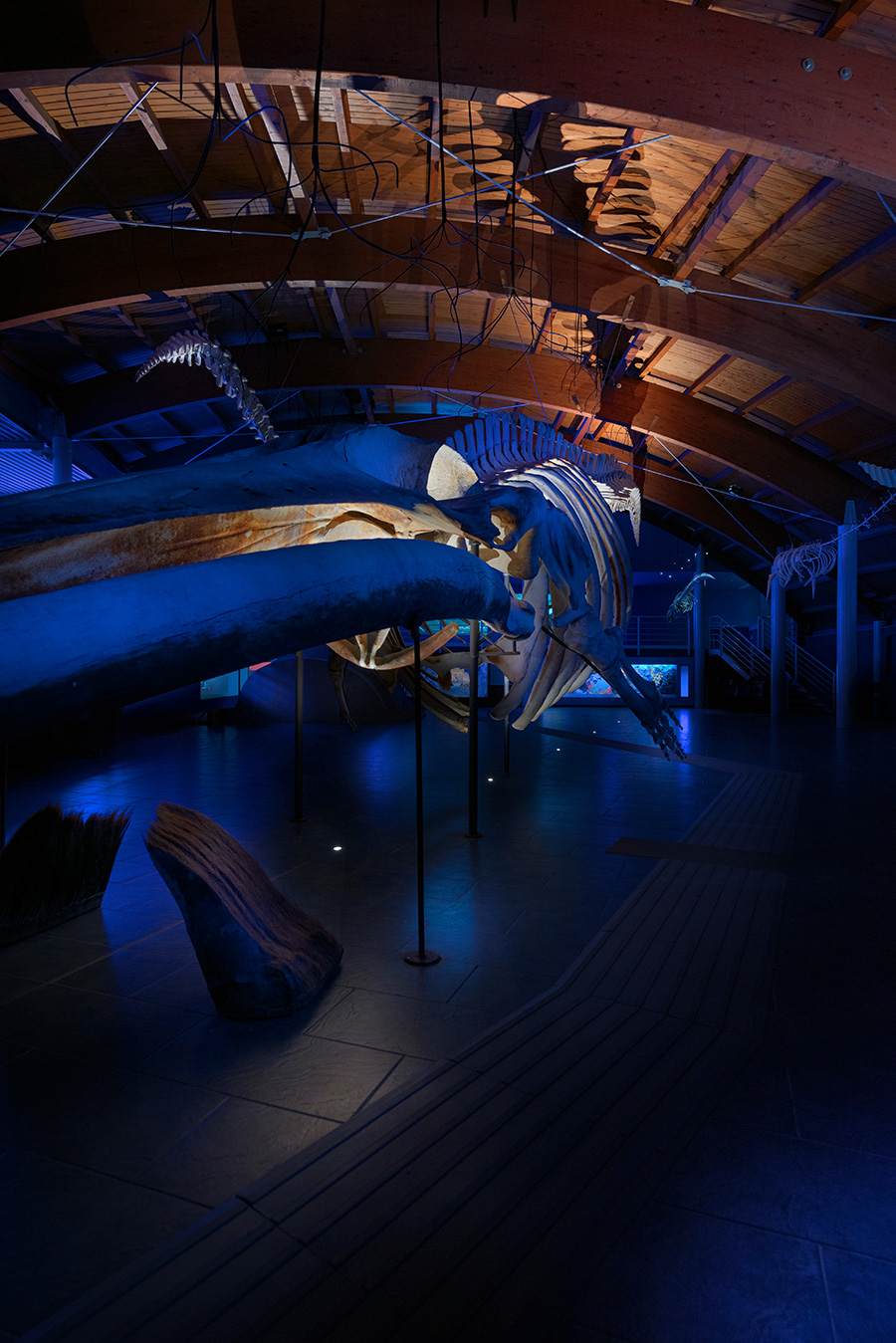 Sala del Mare, Naturkundemuseum des Mittelmeers Beleuchtung