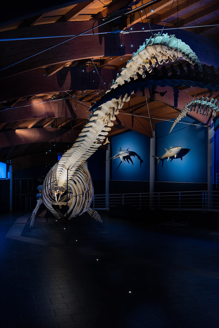 Illuminazione Sala del Mare, Museo di Storia Naturale del Mediterraneo