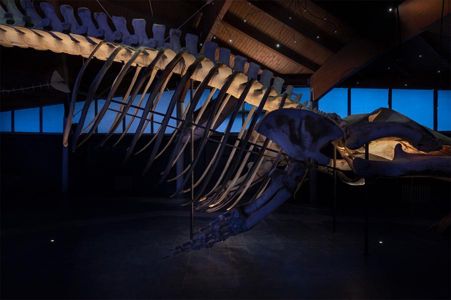 Lighting The sea room of the Museo di Storia Naturale del Mediterraneo