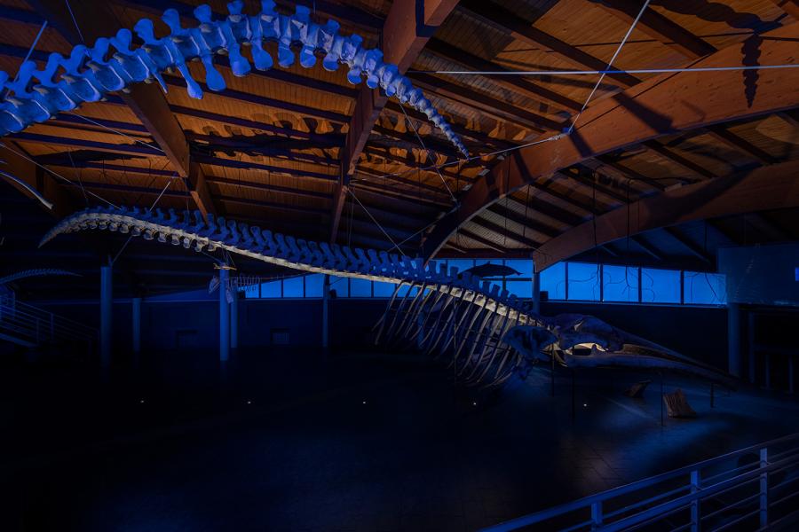 Illuminazione Sala del Mare, Museo di Storia Naturale del Mediterraneo