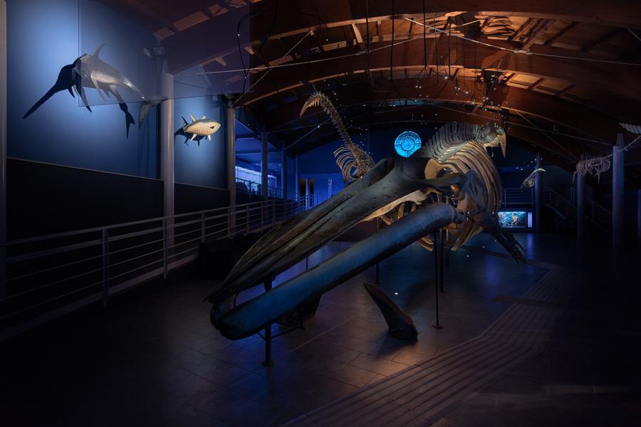 Lighting The sea room of the Museo di Storia Naturale del Mediterraneo